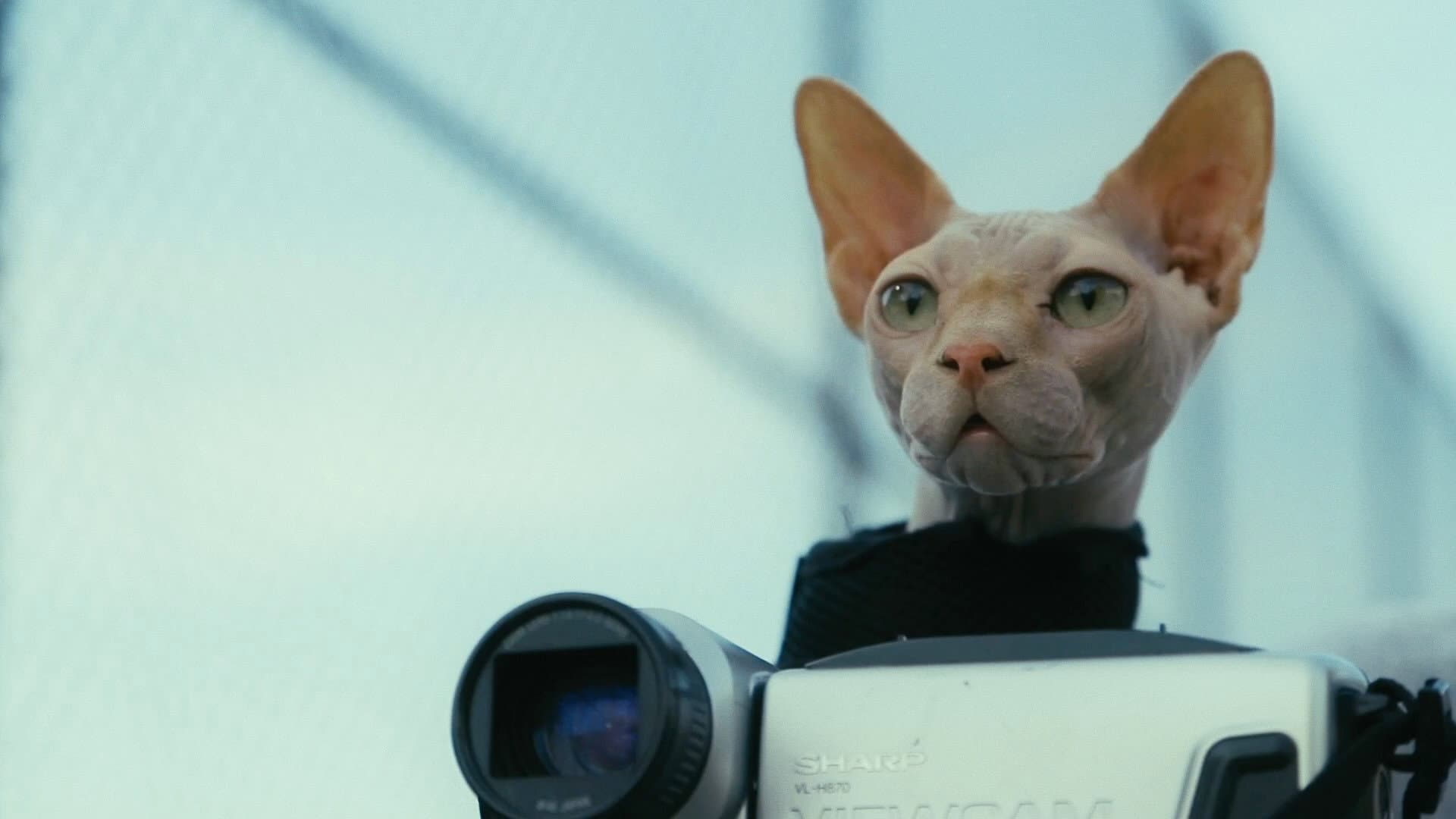 Don't Come Home Before Midnight