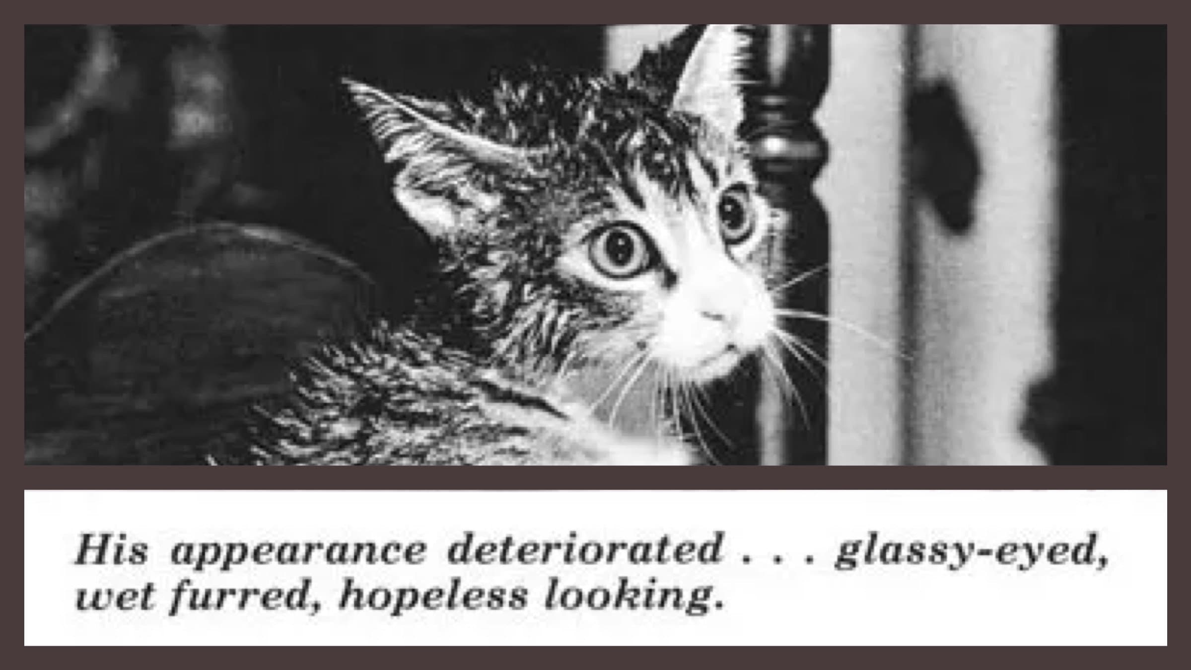 The Cat That Drank and Used Too Much