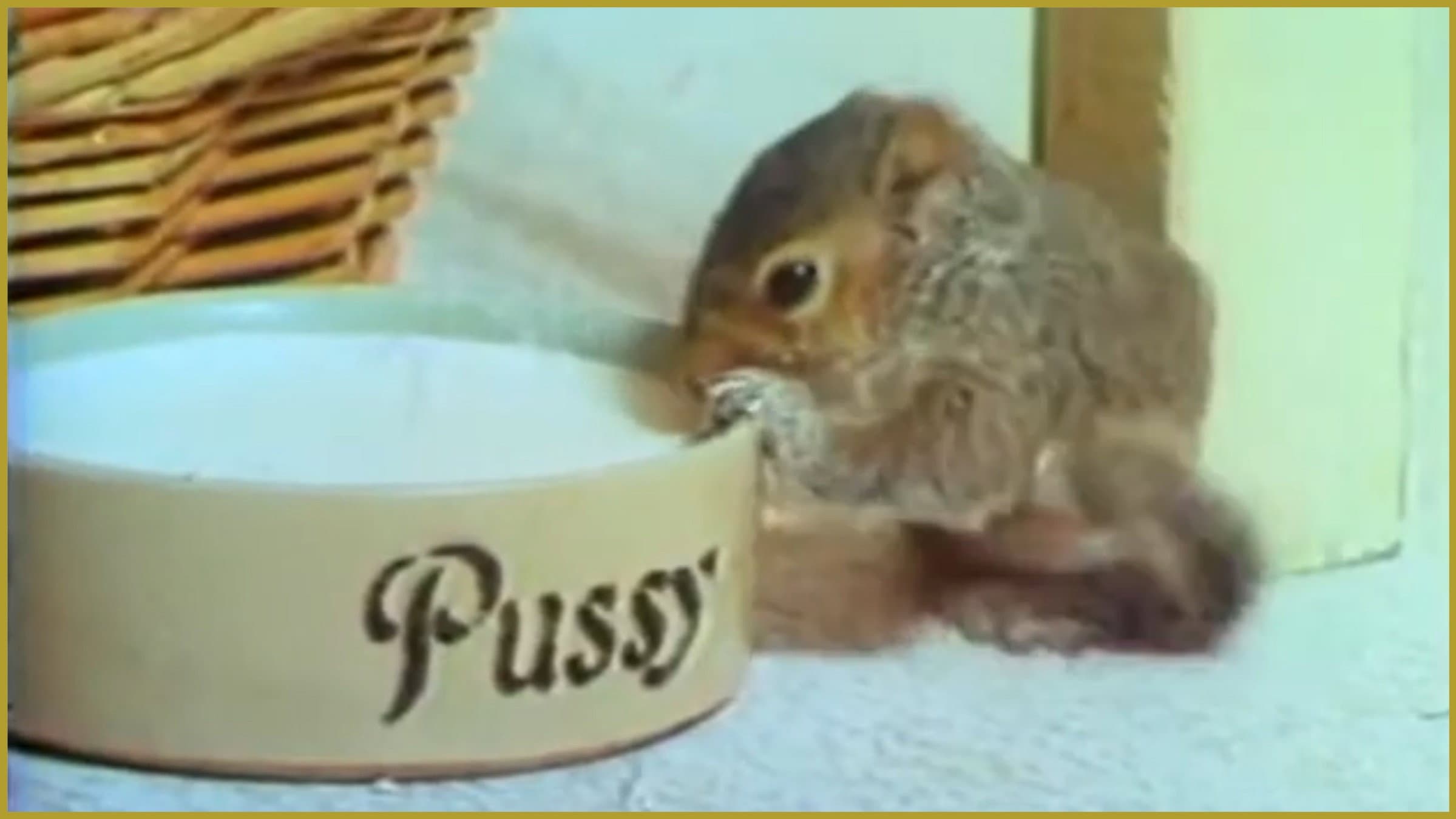 Squirrel on My Shoulder