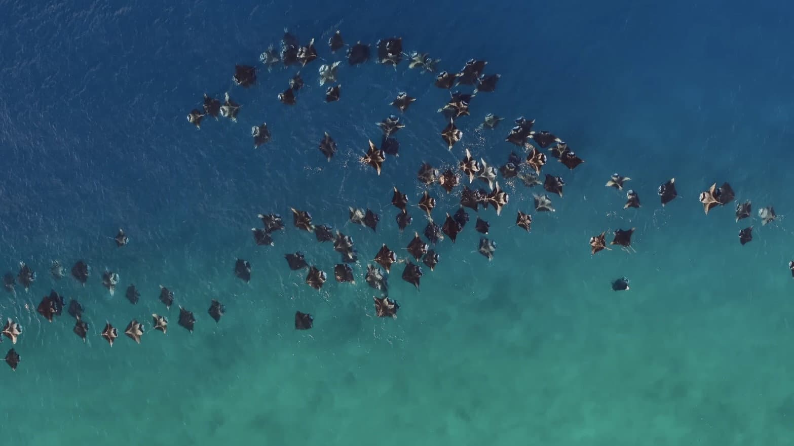 A Deeper Dive with David Attenborough