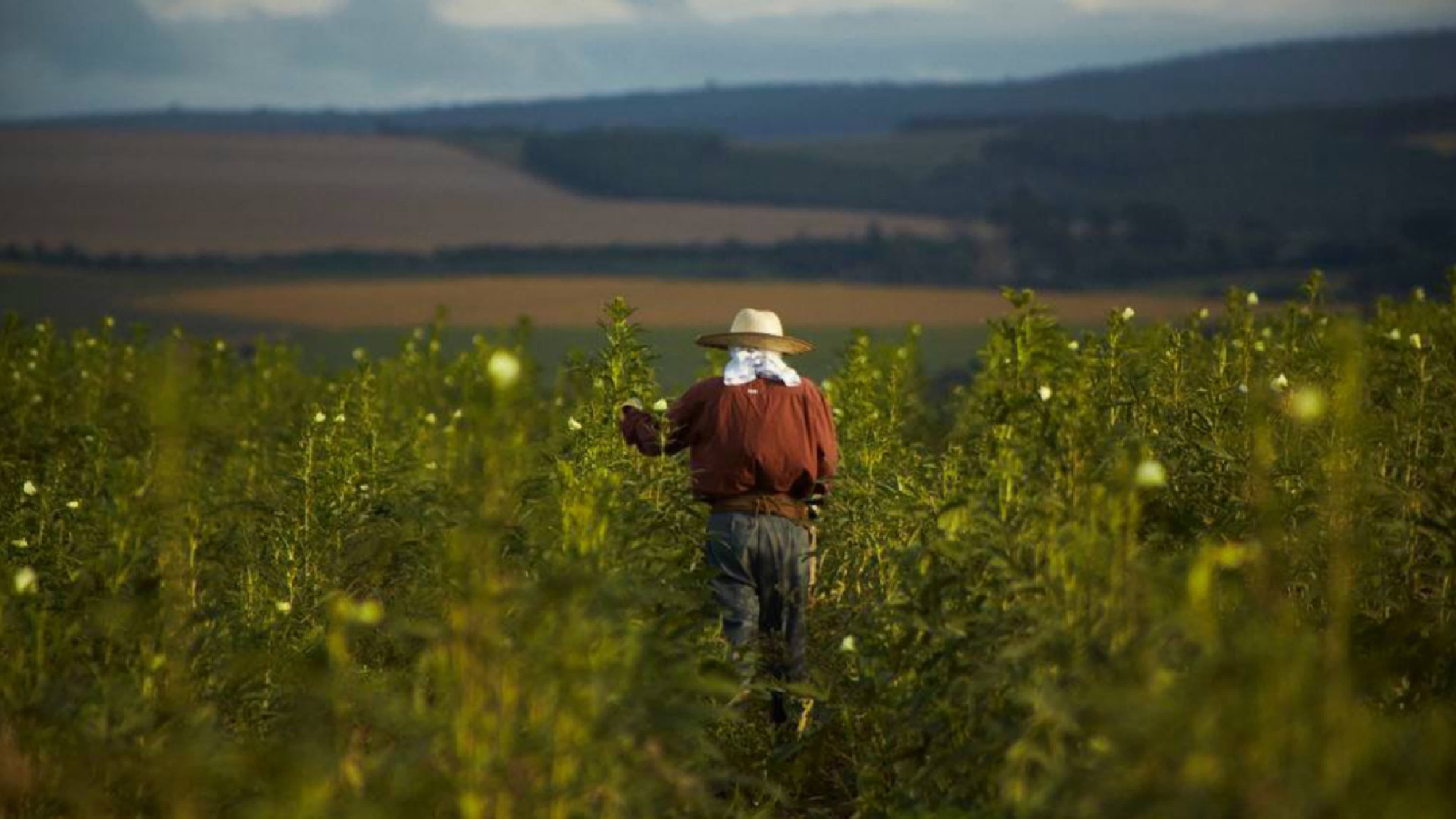 O Plantador de Quiabos