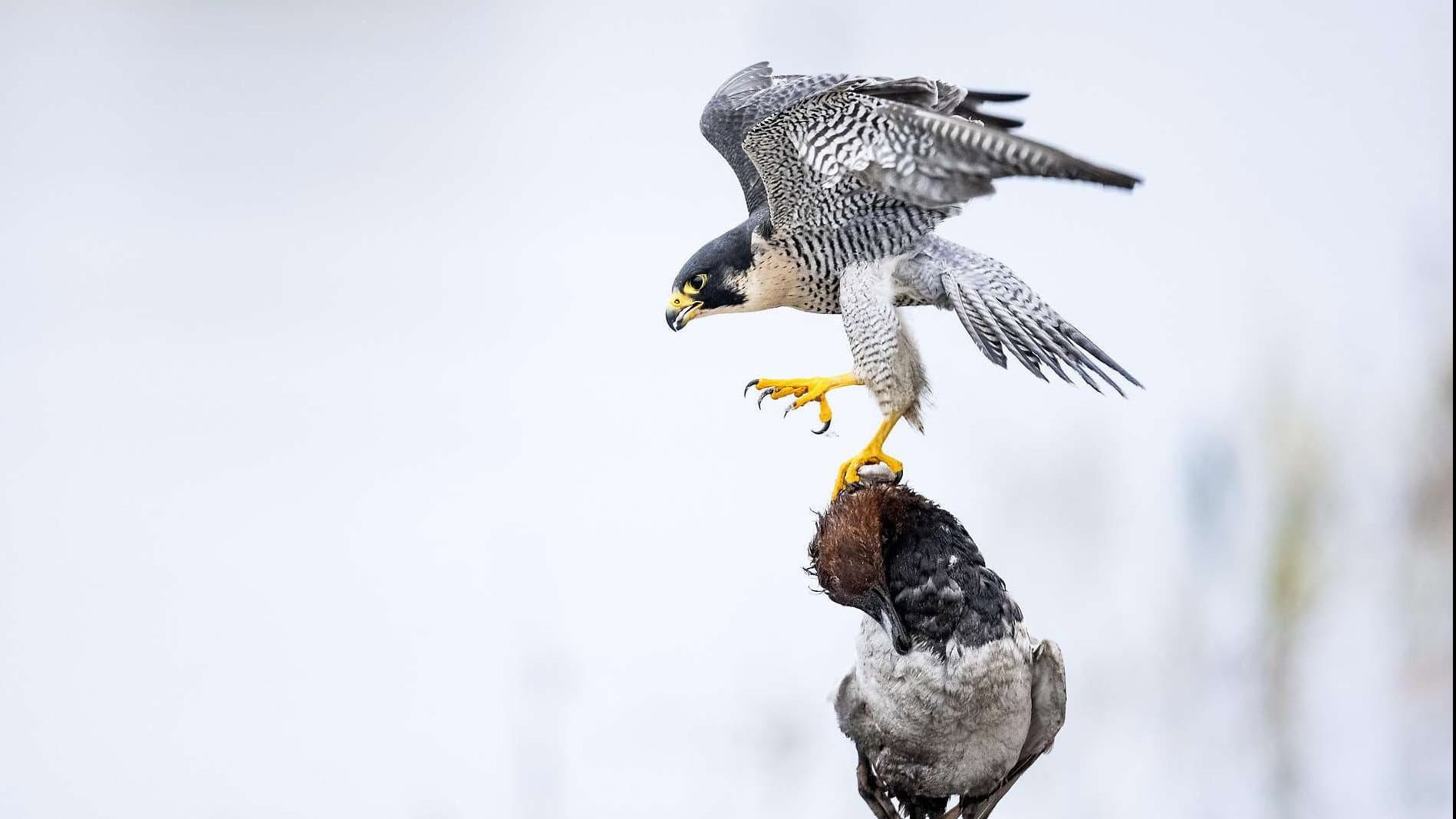 Das Alpenrheintal – Wo sich die Natur neu erfindet