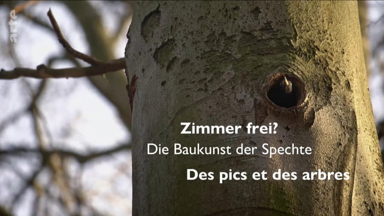 Knock knock – a Woodpeckers world