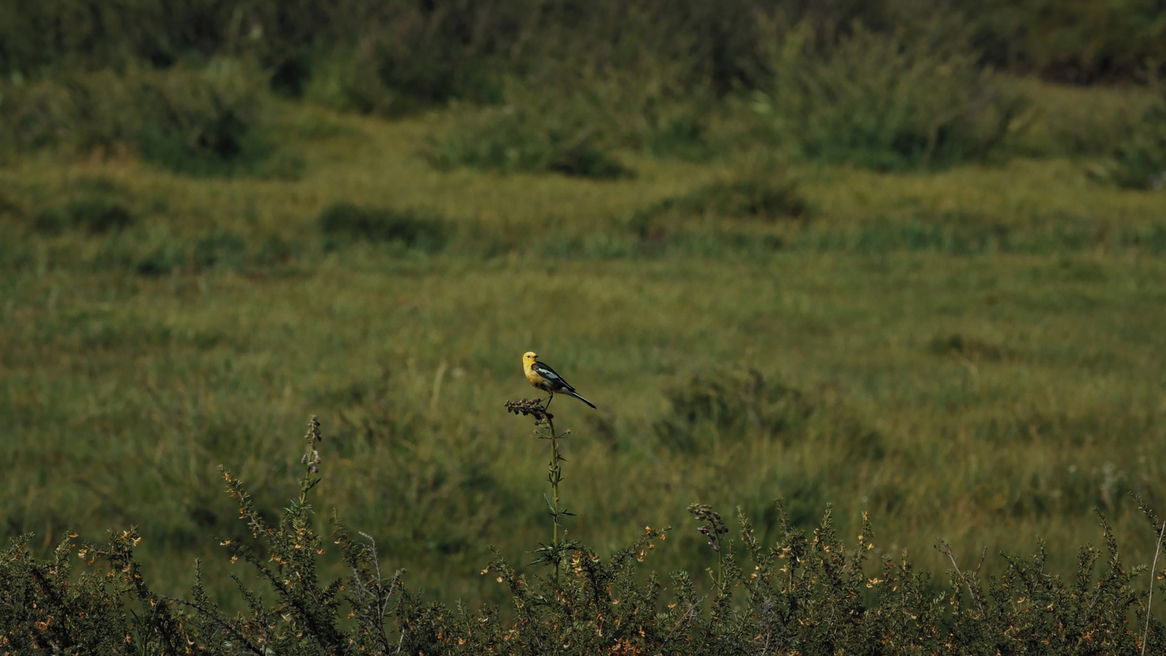 The Mountain Wagtail