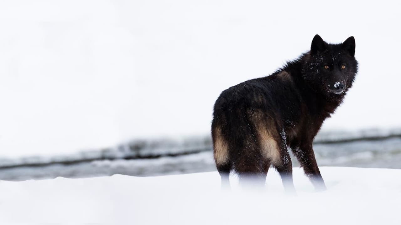 The Rise of Black Wolf