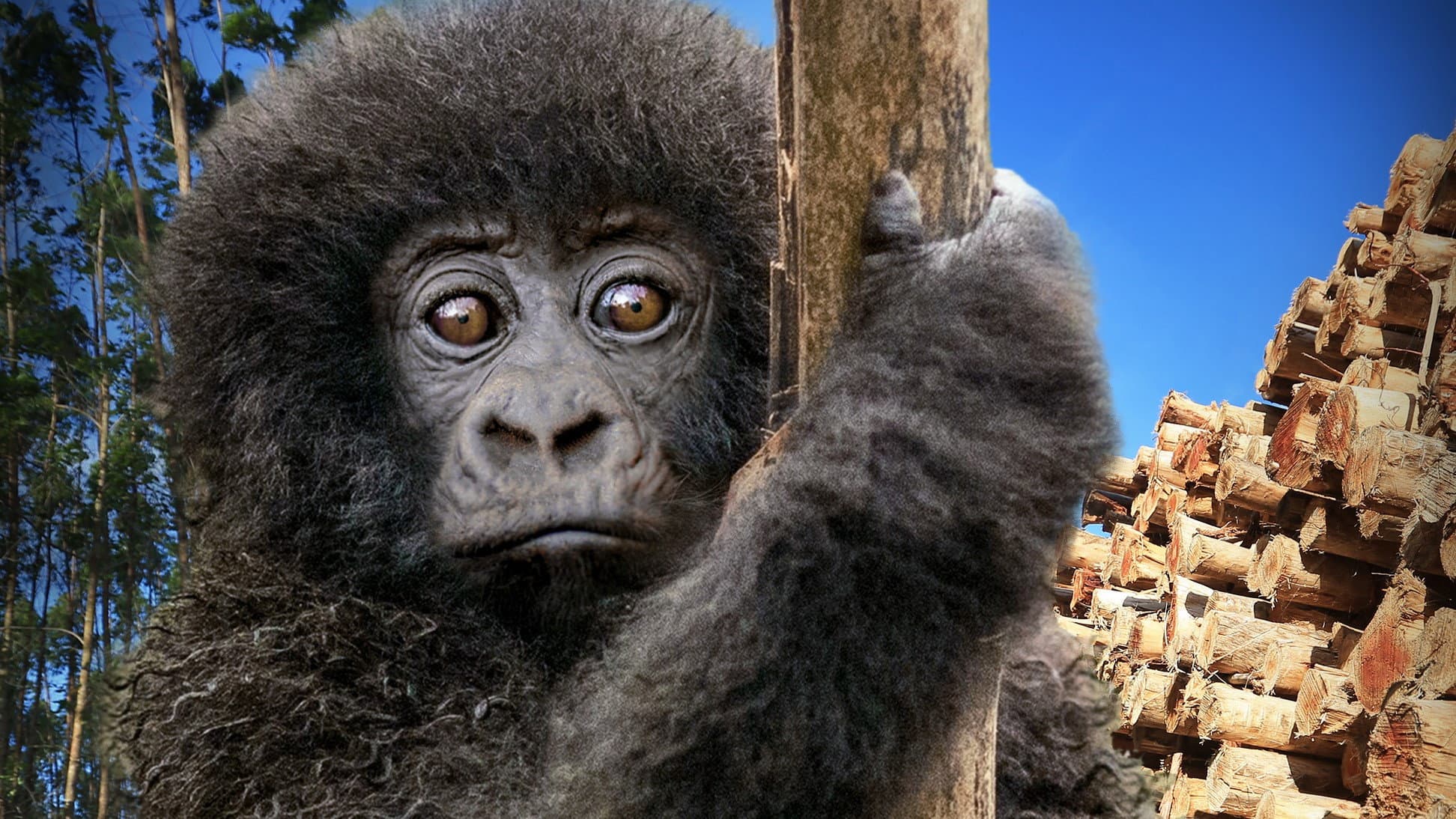 Escape from Extinction: Rewilding