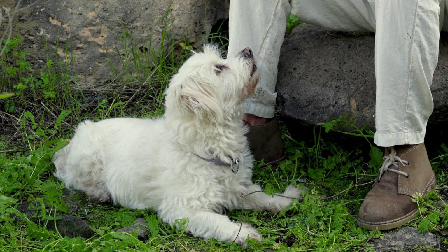 El grito de César del Bosque
