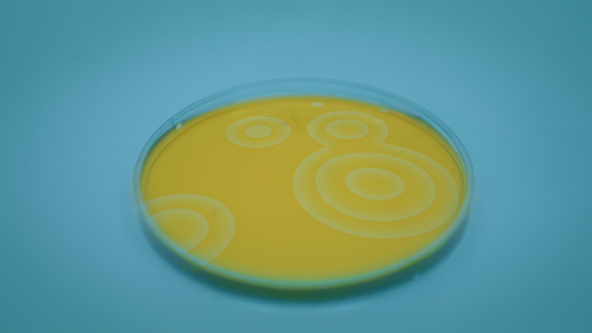 Riproduzione Casuale