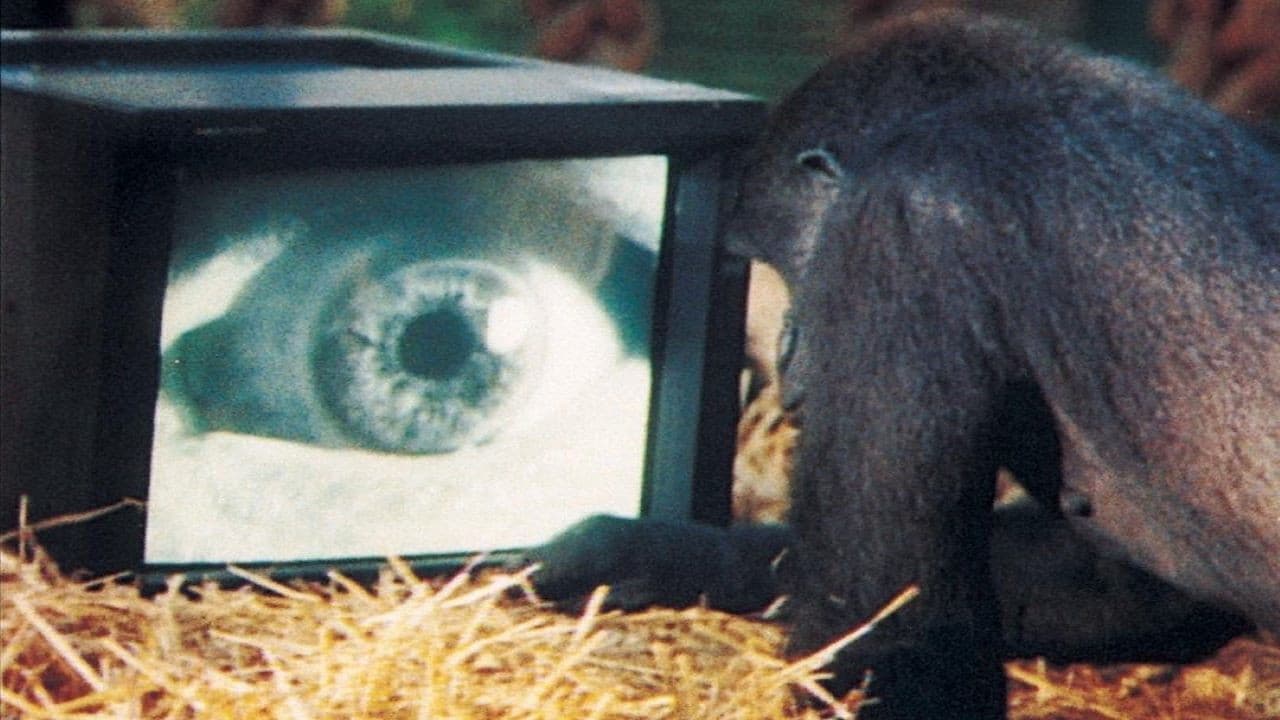 Roger Waters: Amused to Death