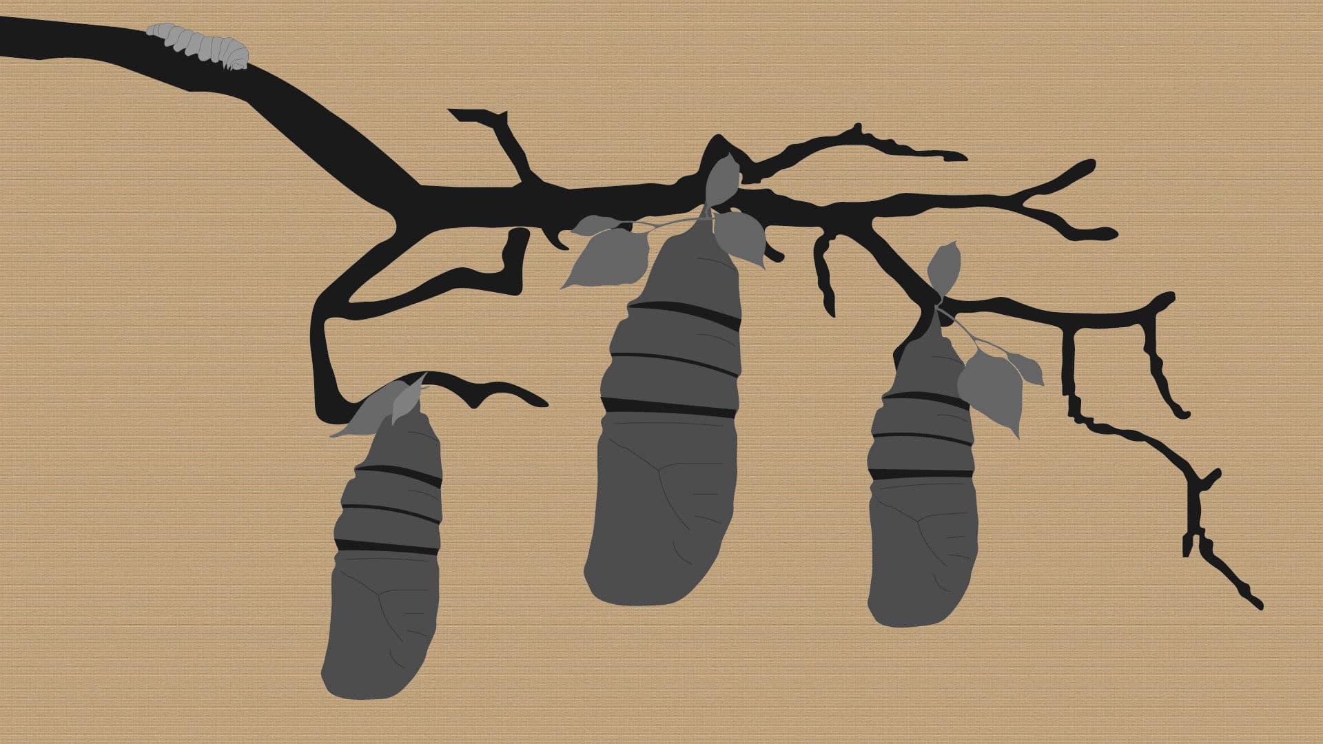 Reel #1: Surfing with Butterflies