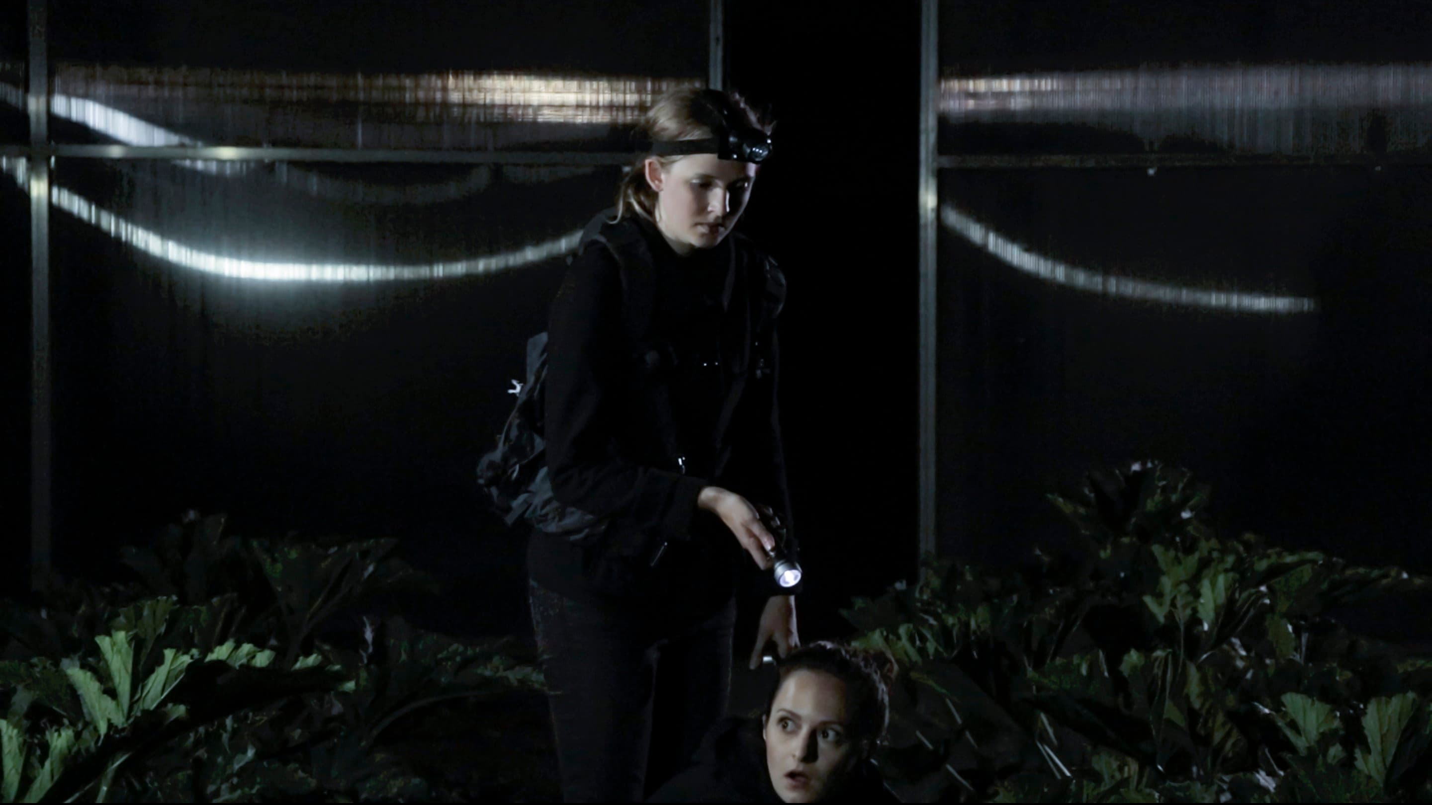 Winterzwiebeln im Sommer