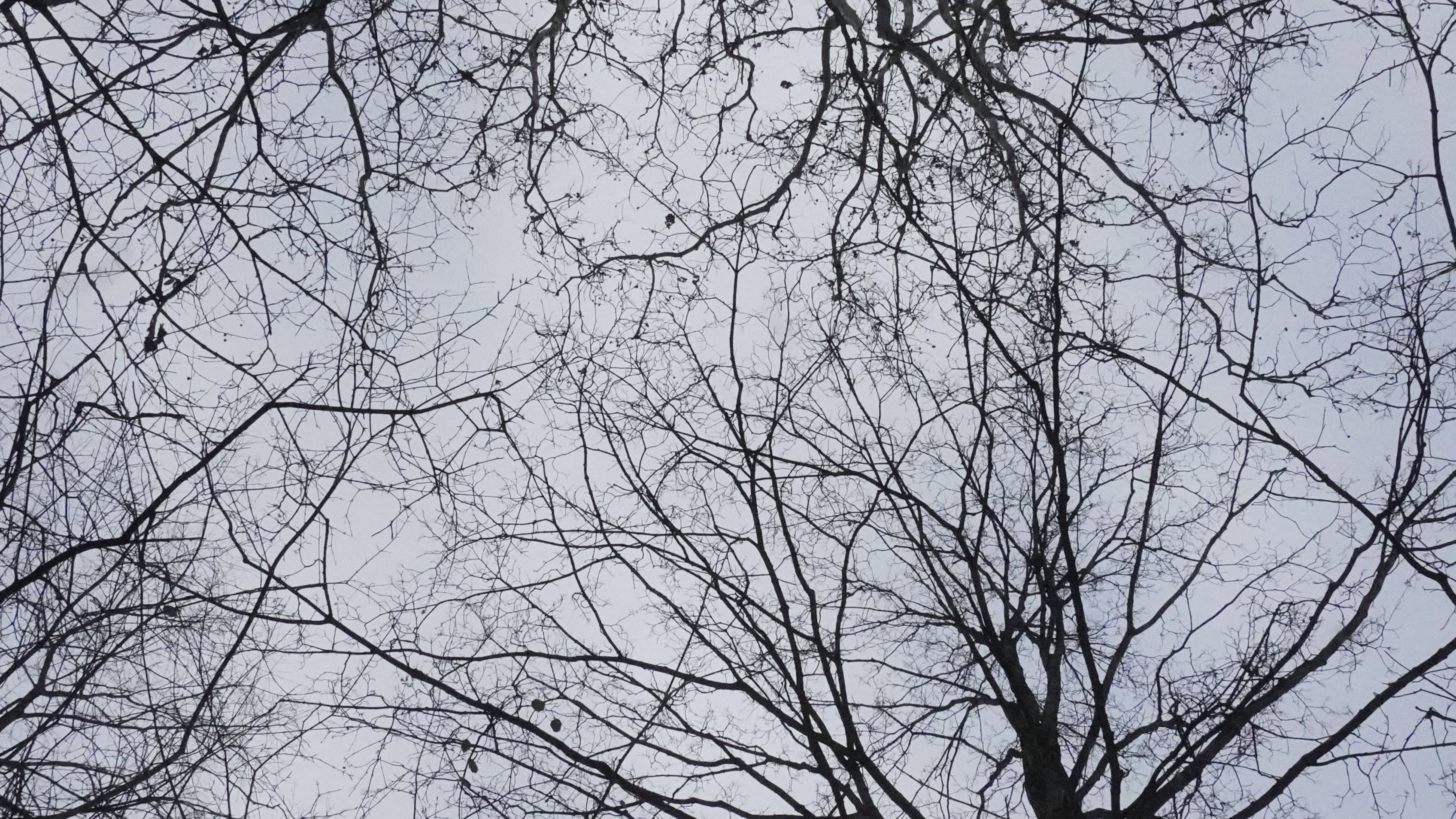 What Happened to Leo?