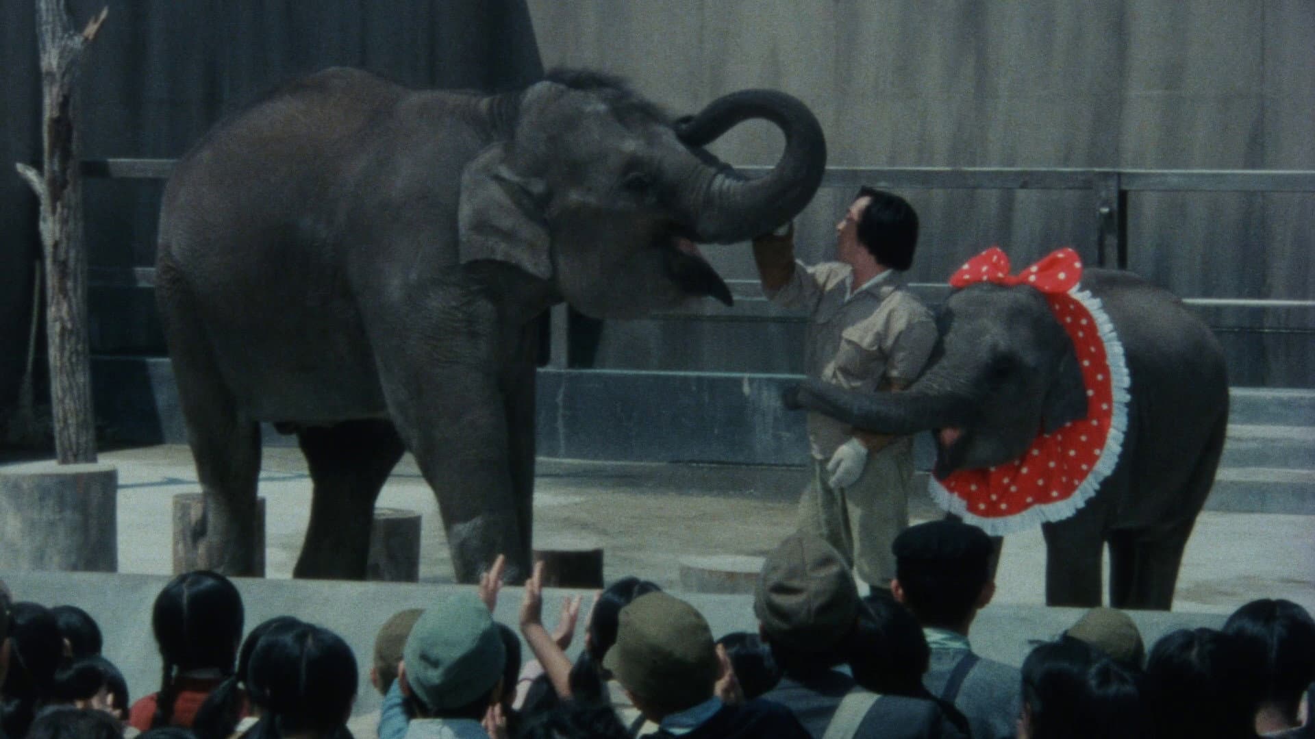 Baby Elephant Story: The angel who descended to earth