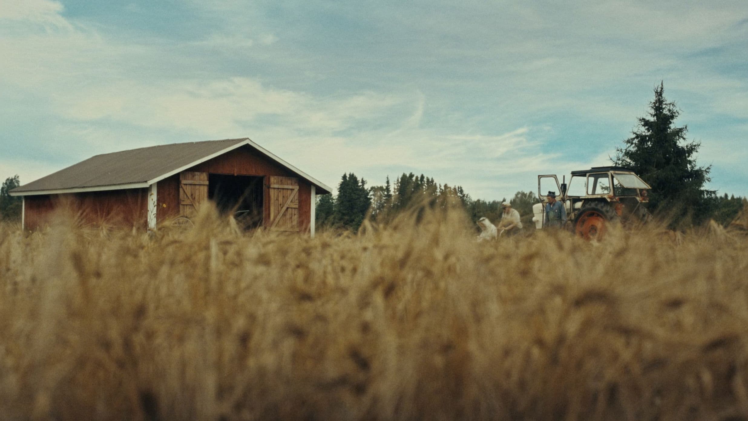 Timo: the Lord of Potato