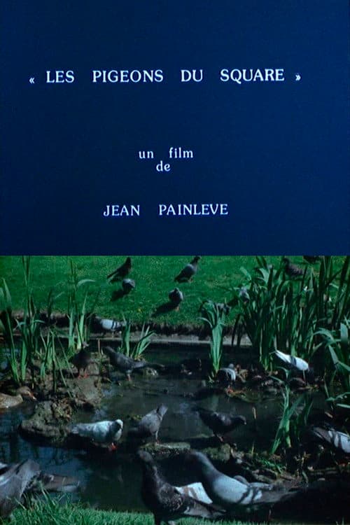 Pigeons in the Square