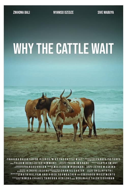 Why The Cattle Wait