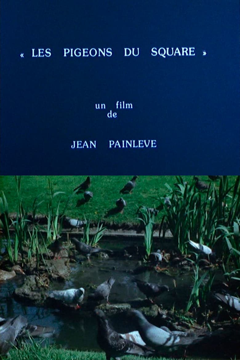 Pigeons in the Square