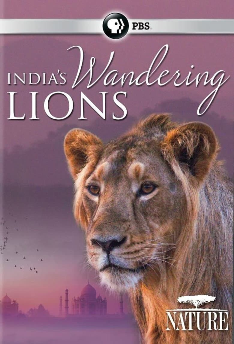 India's Wandering Lions