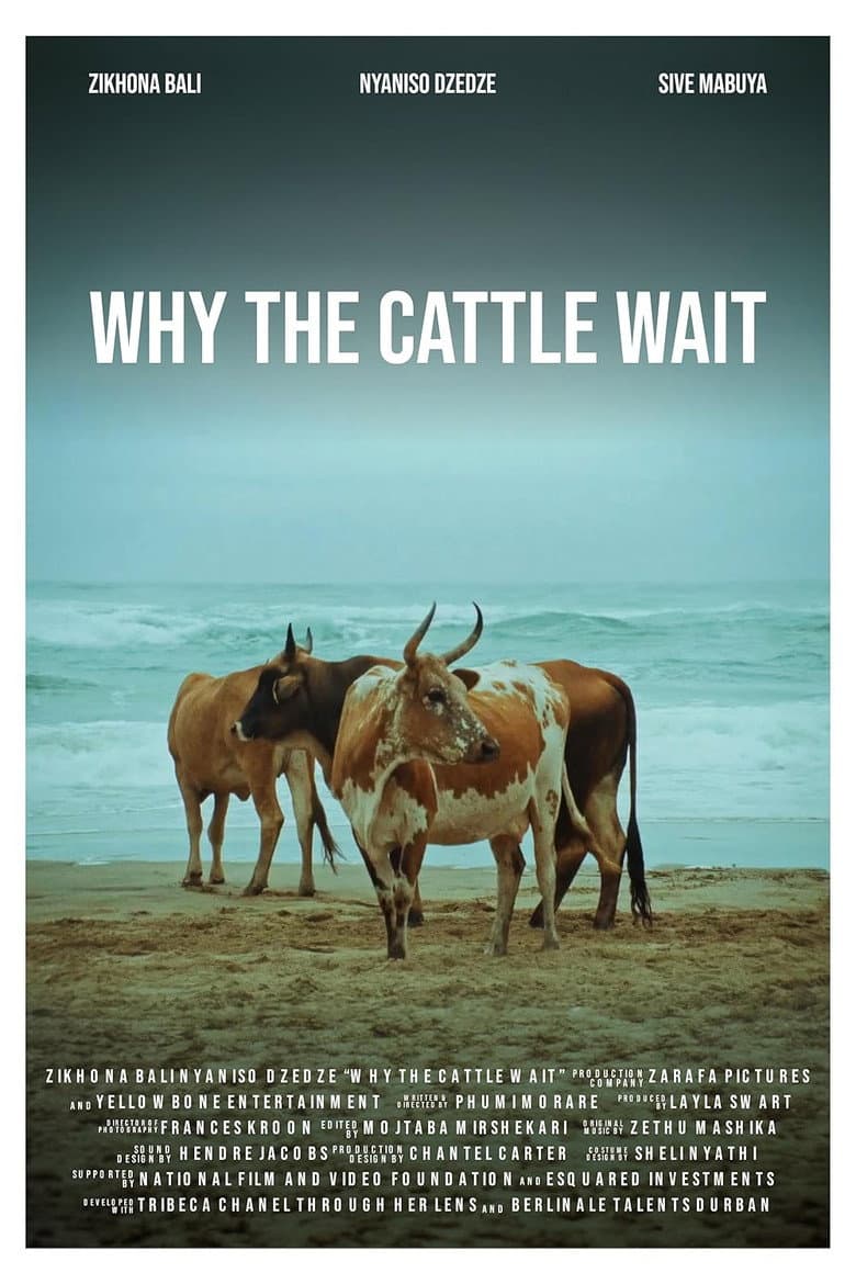 Why The Cattle Wait