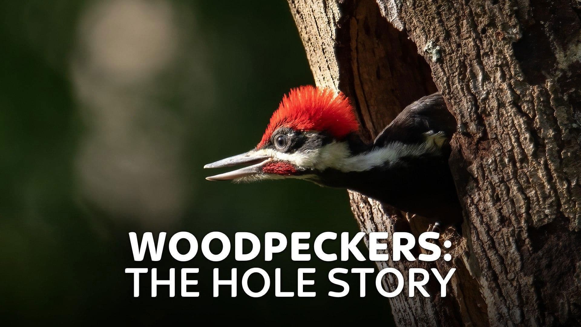 Woodpeckers: The Hole Story