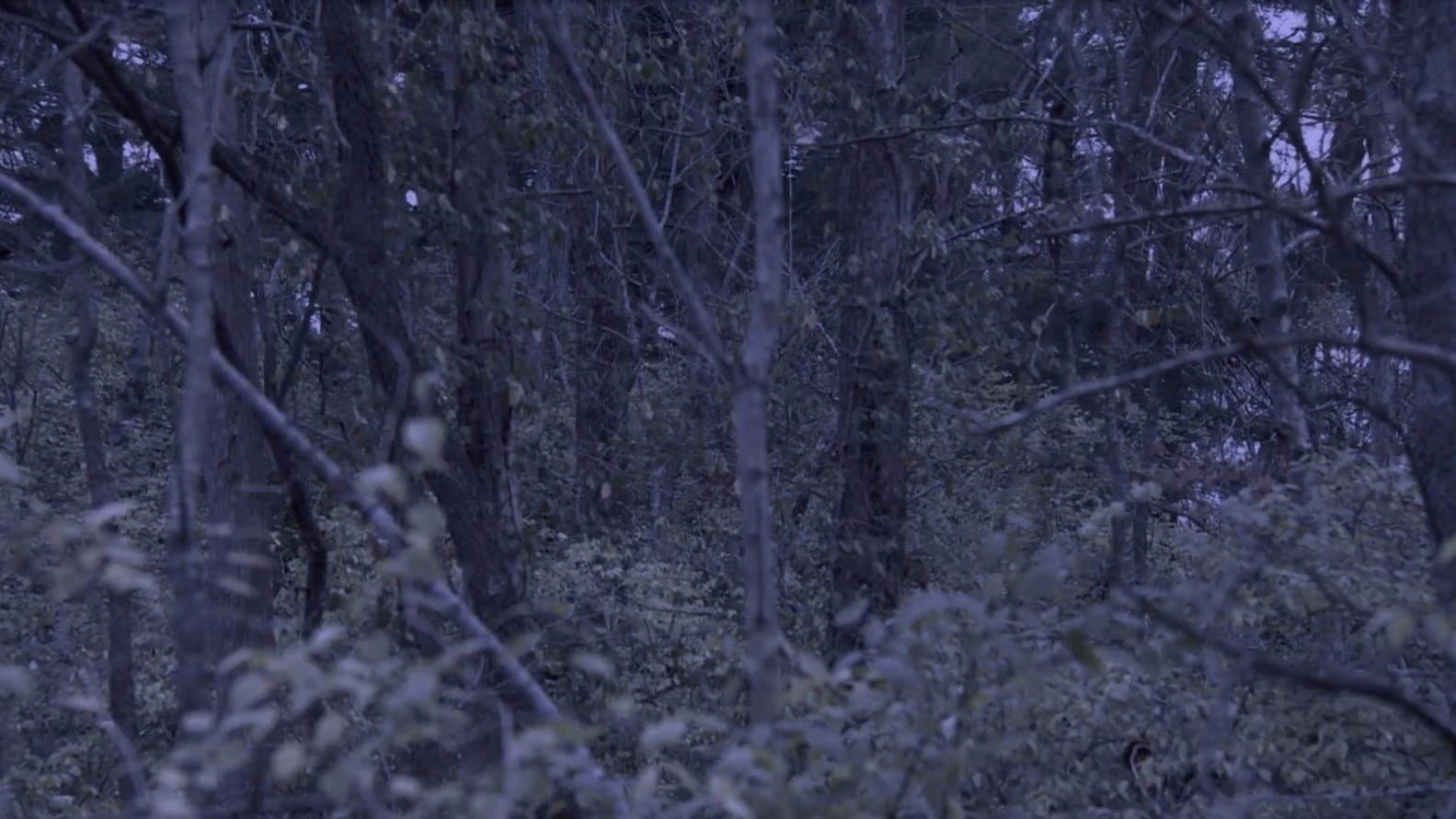 Sometime, Somewhere, in Bellwood