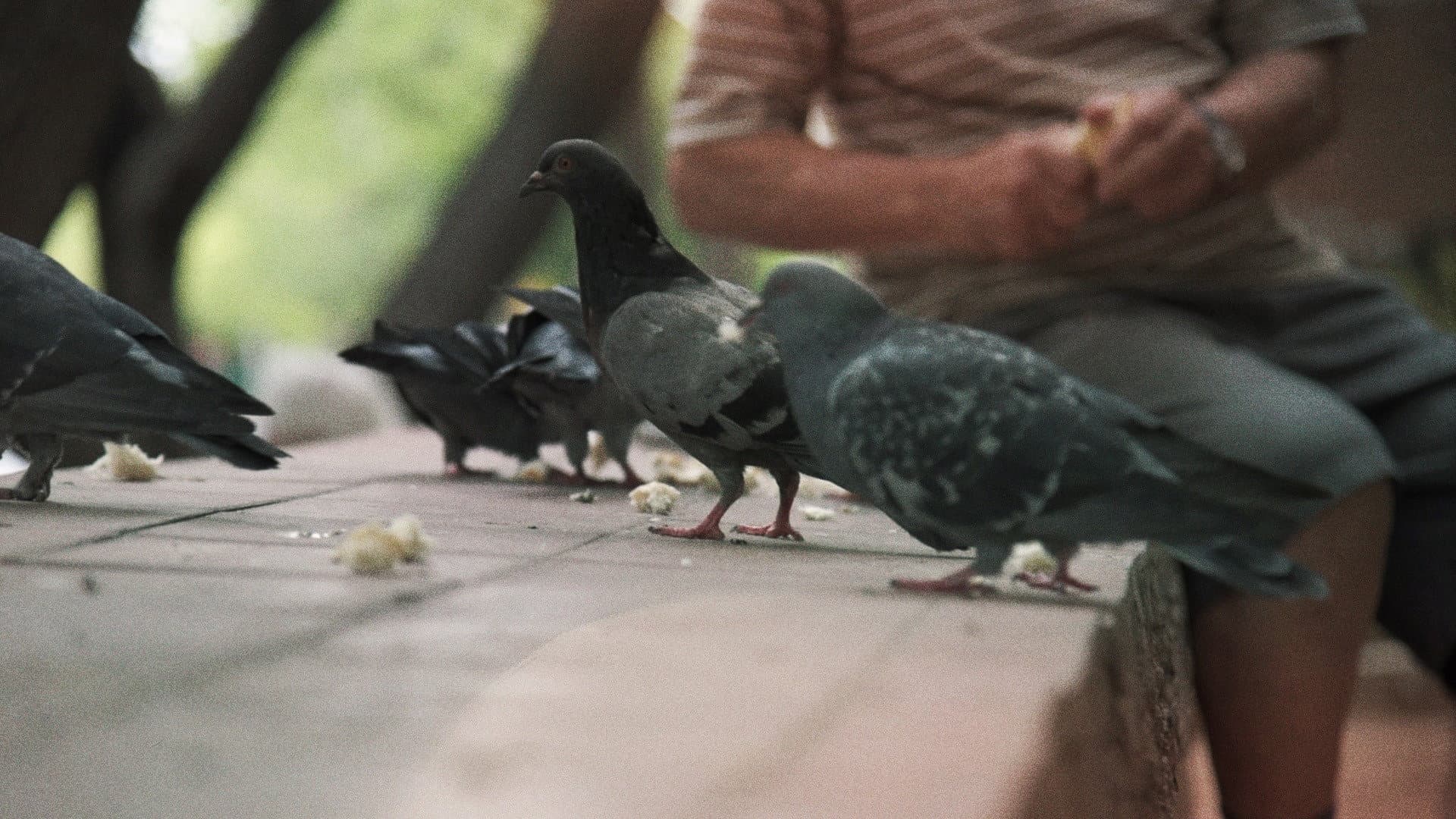 Searching for the Pigeon Man