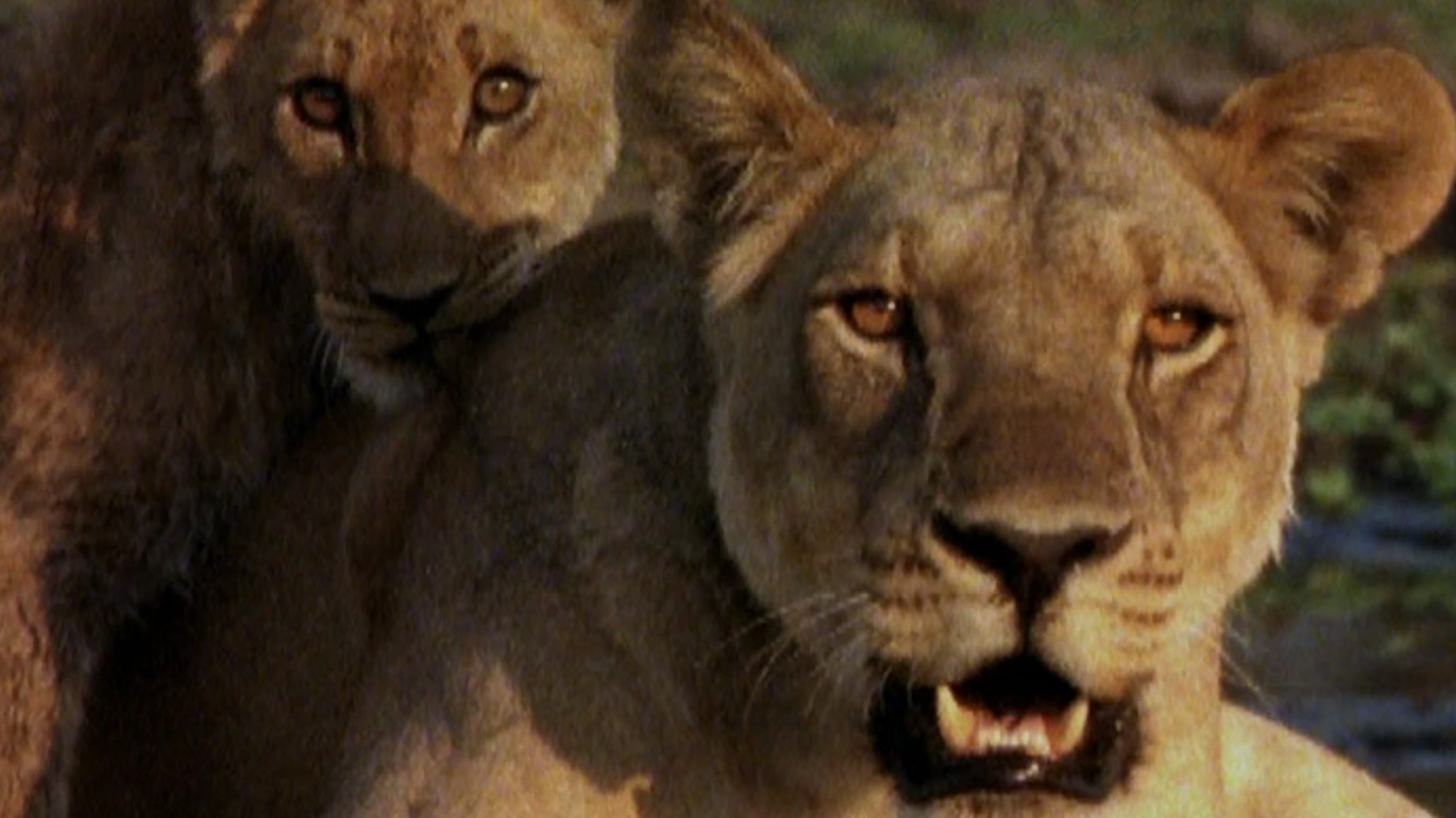 Ultimate Enemies: Elephants and Lions