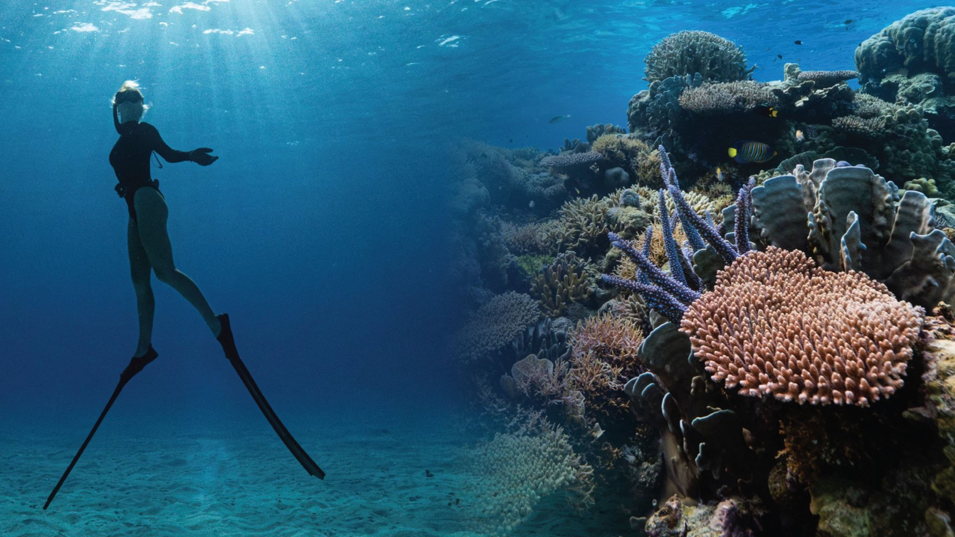 Corals’ Last Stand