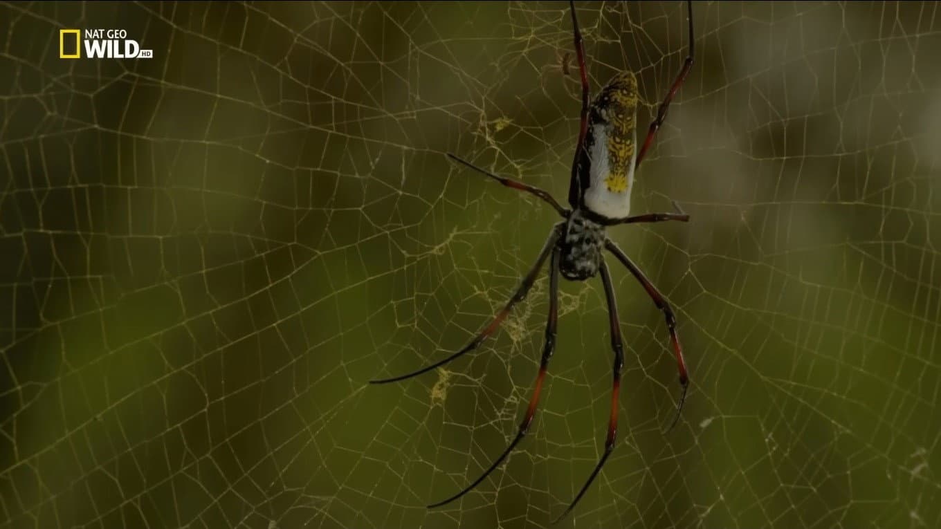 Incredible Spiders