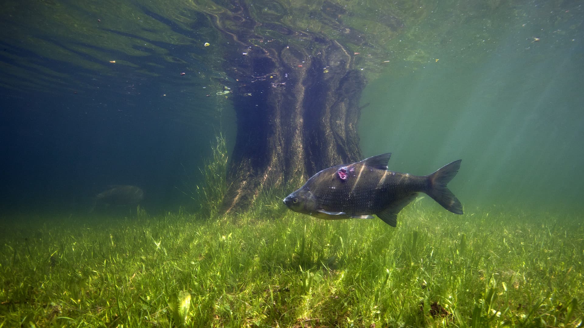 Waves Beneath The Water, Secrets of freshwater life revealed