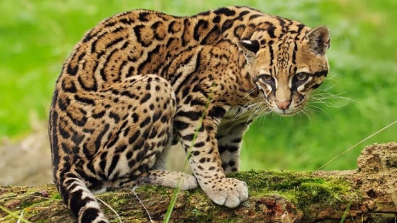 Joker, The Amiable Ocelot