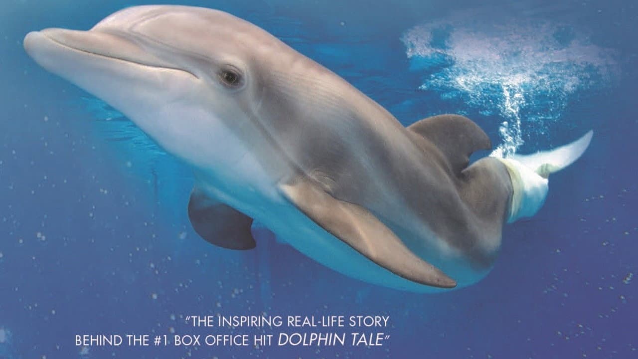 Winter, the Dolphin That Can
