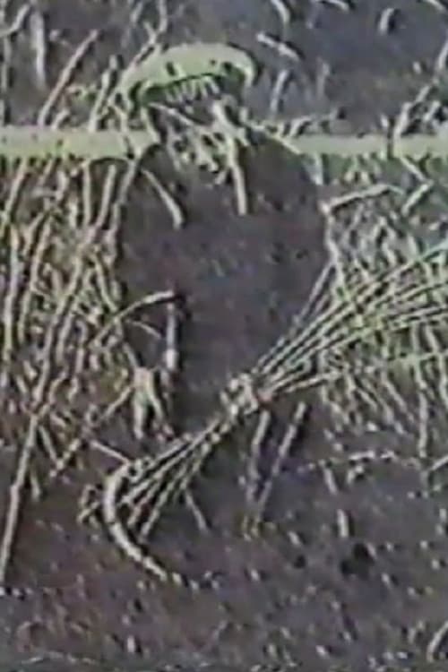 Ангел жатвы