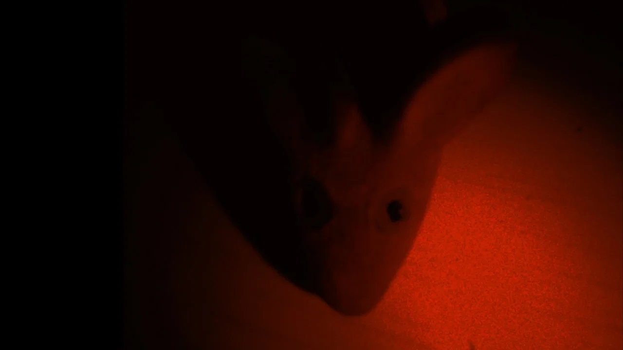 The Tragedy of the Rat