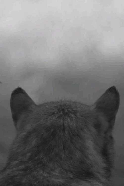 From the Mountain