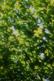 Green Leaves