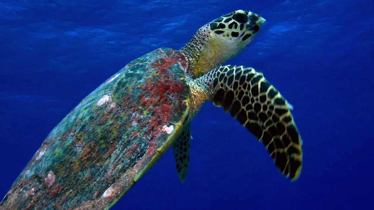 Wild Tuamotus