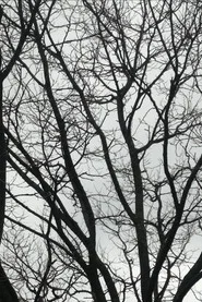 Tree Limbs