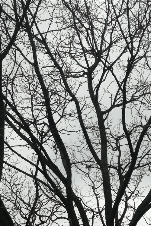 Tree Limbs