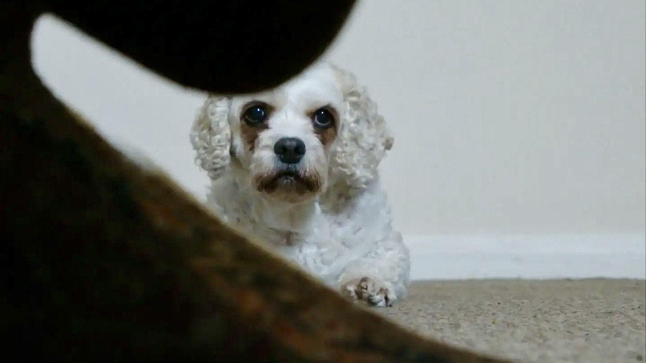 Dog Noise