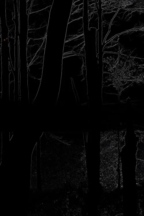 The Heart of the Wood