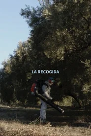 Olive Harvest