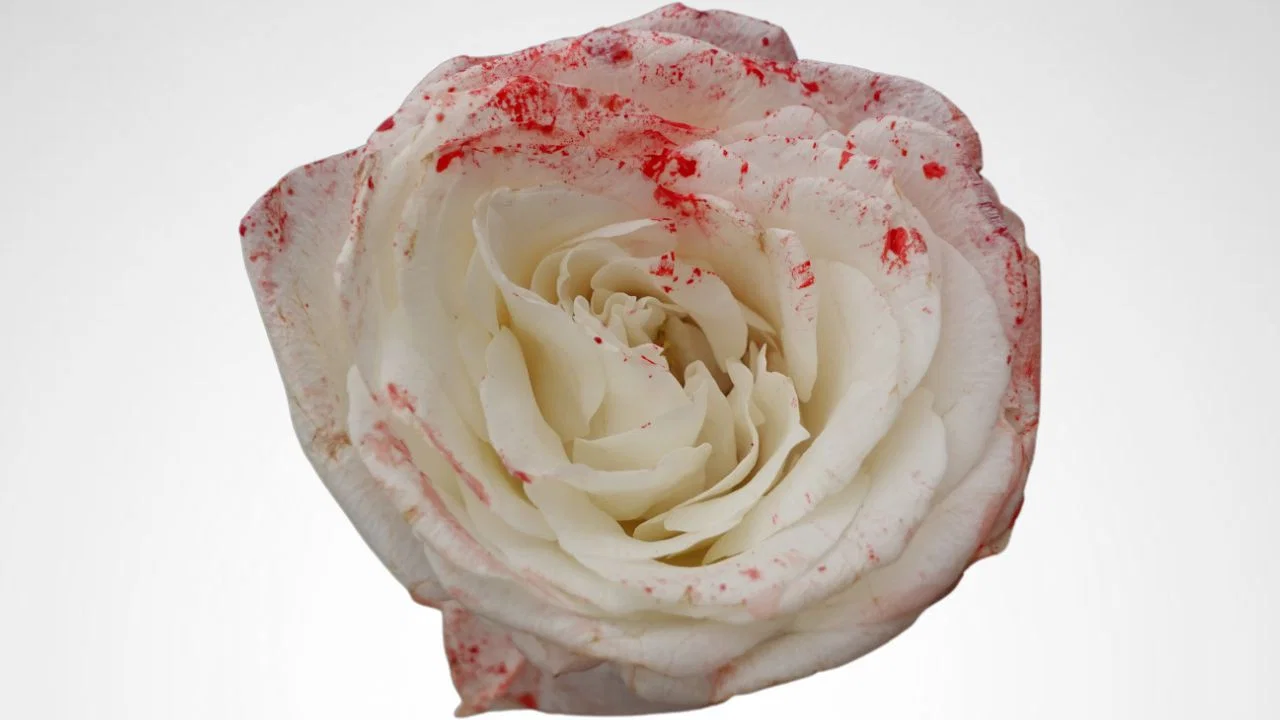 Roses and Thorns