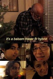 balsam x fraser fir hybrid